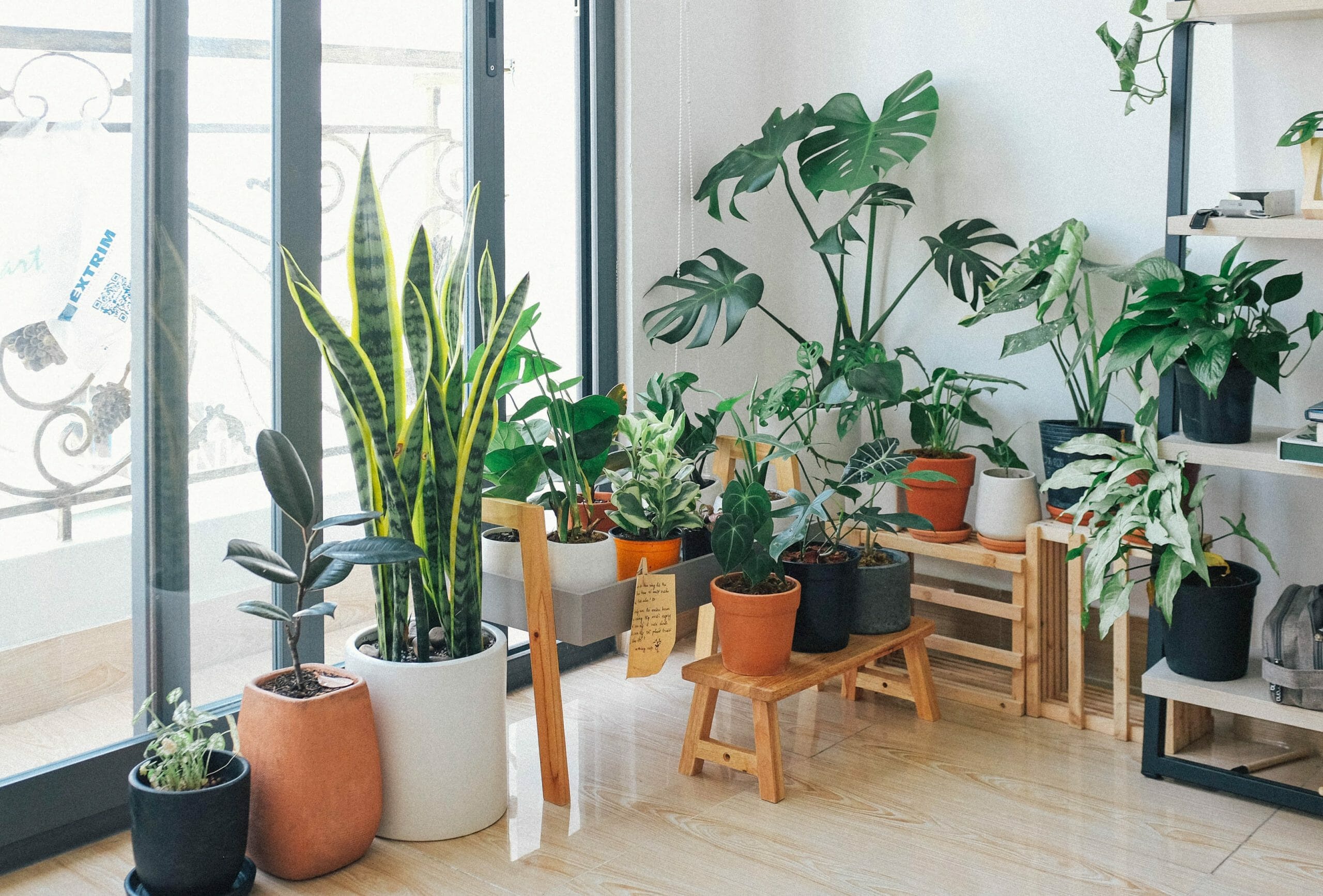 Variedad de plantas con sus macetas dentro de casa