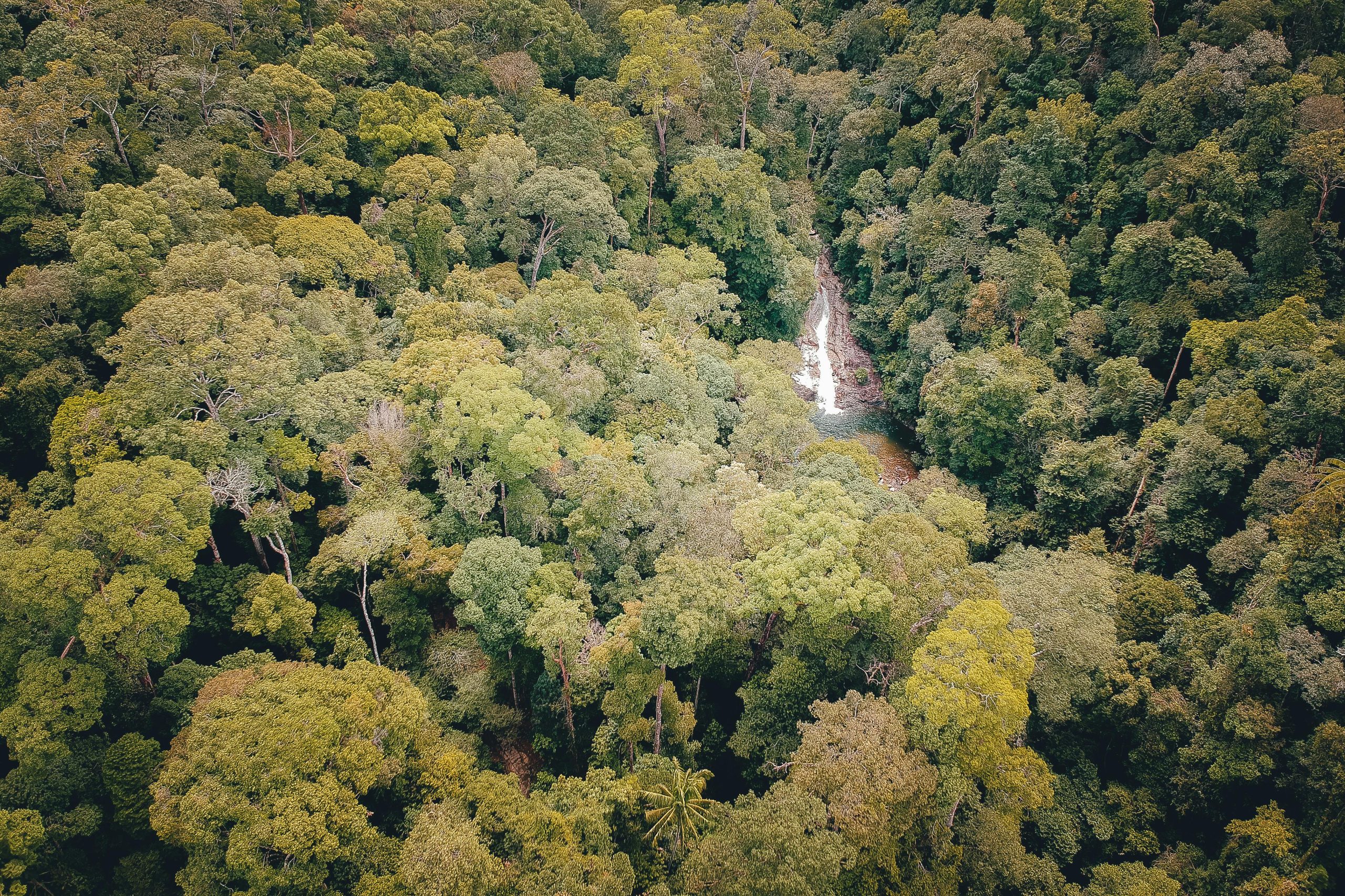 Fotografía aérea de una cascada dentro de una selva.